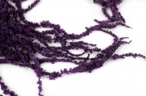 preserved-amaranthus-8.