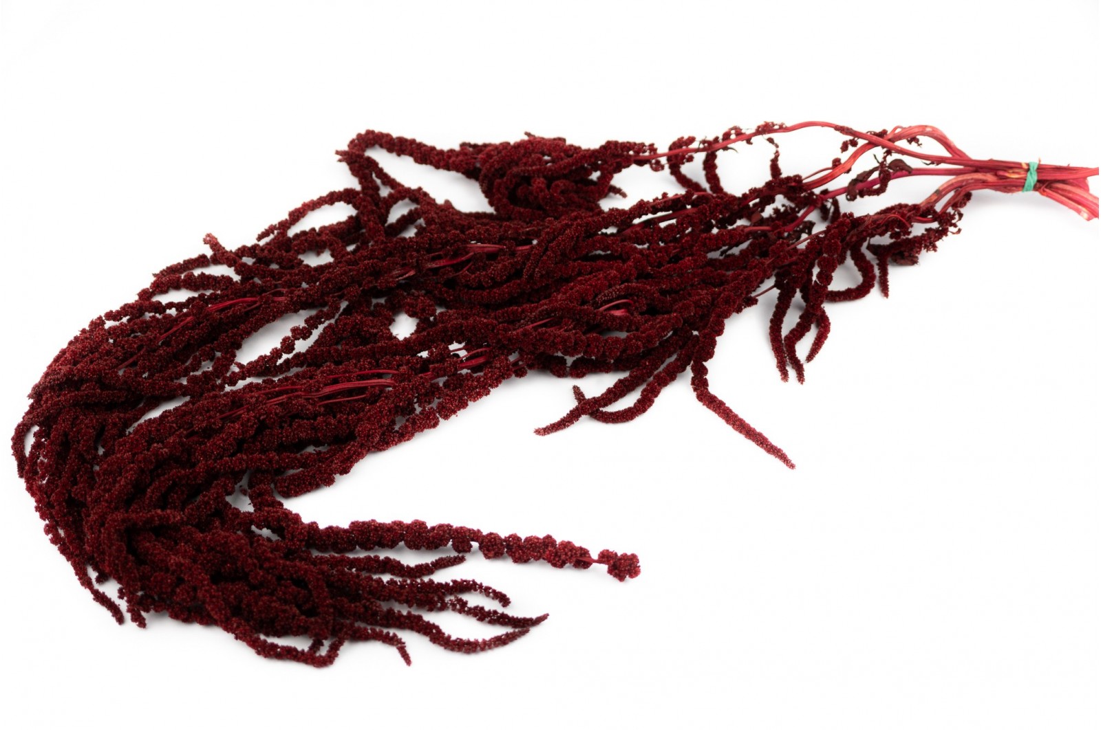 Preserved amaranthus (8) Preserved amaranthus (8)