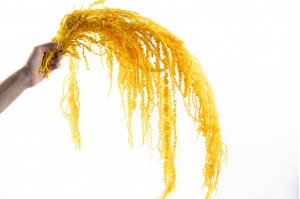 preserved-amaranthus-8.