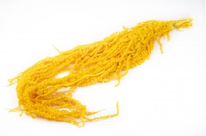 preserved-amaranthus-8.