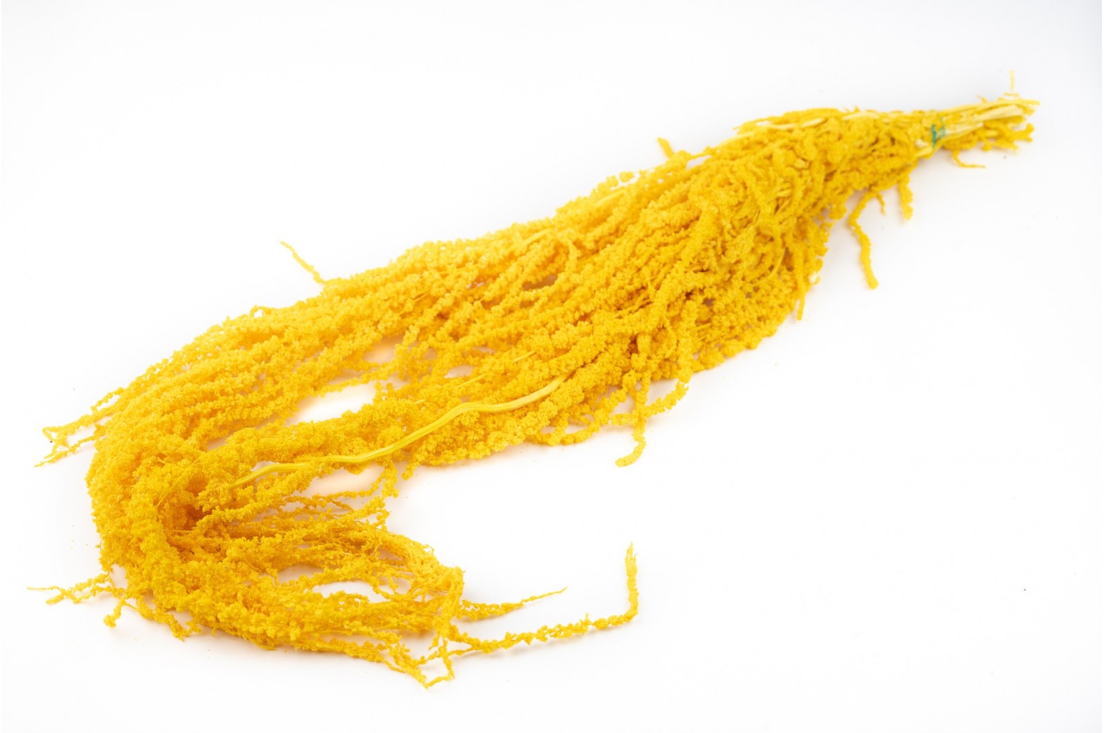 Preserved amaranthus (8) preserved-amaranthus-8
