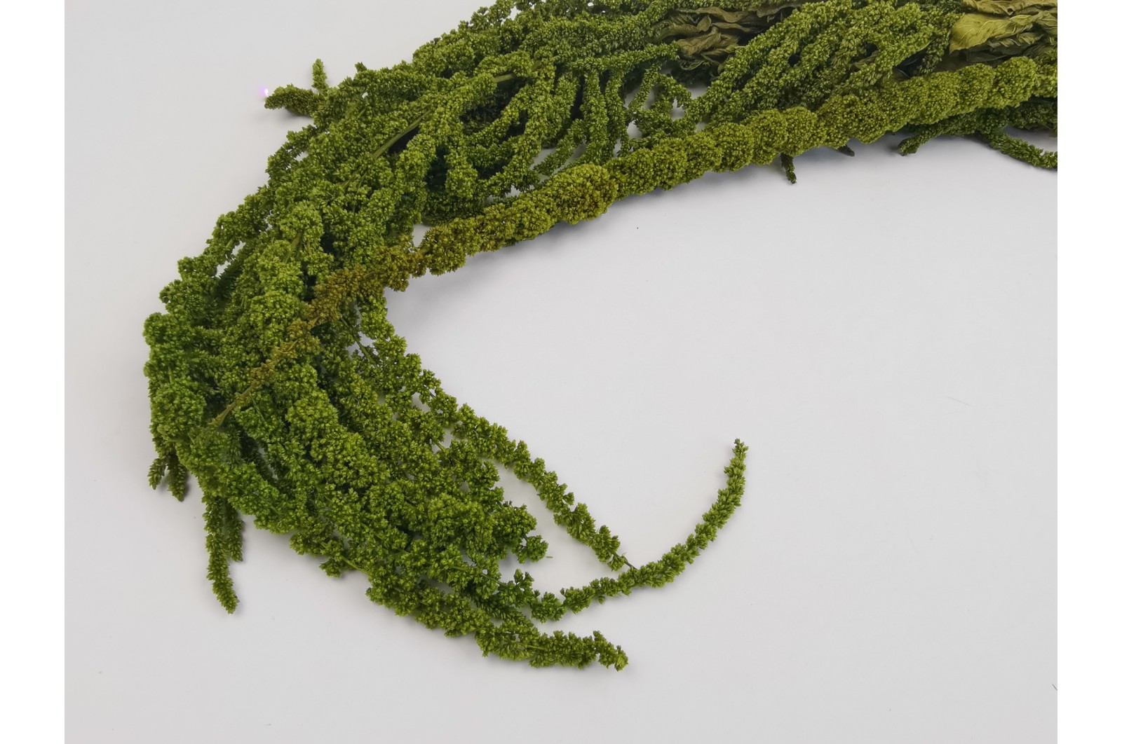 Preserved amaranthus (8) Preserved amaranthus (8)