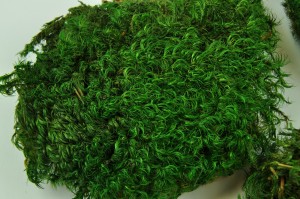 preserved-moss-from-provence-2-b.