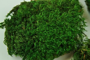 preserved-moss-from-provence-green-2.