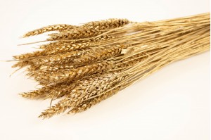 dried-wheat-8.