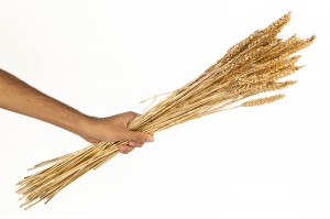 dried-wheat-8.