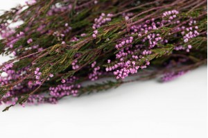 preserved-erika-heather-6.