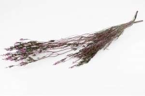 preserved-erika-heather-6.