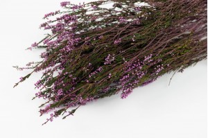 preserved-erika-heather-6