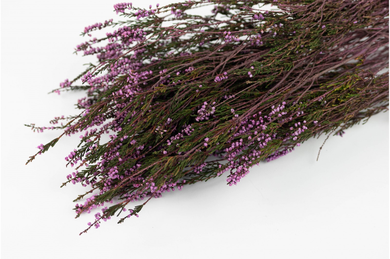 Preserved Erika (Heather) (6) preserved-erika-heather-6