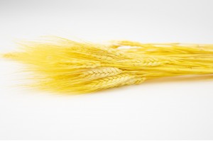 dried-wheat-24.