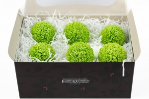 chrysantheme-stabilise-l-30.