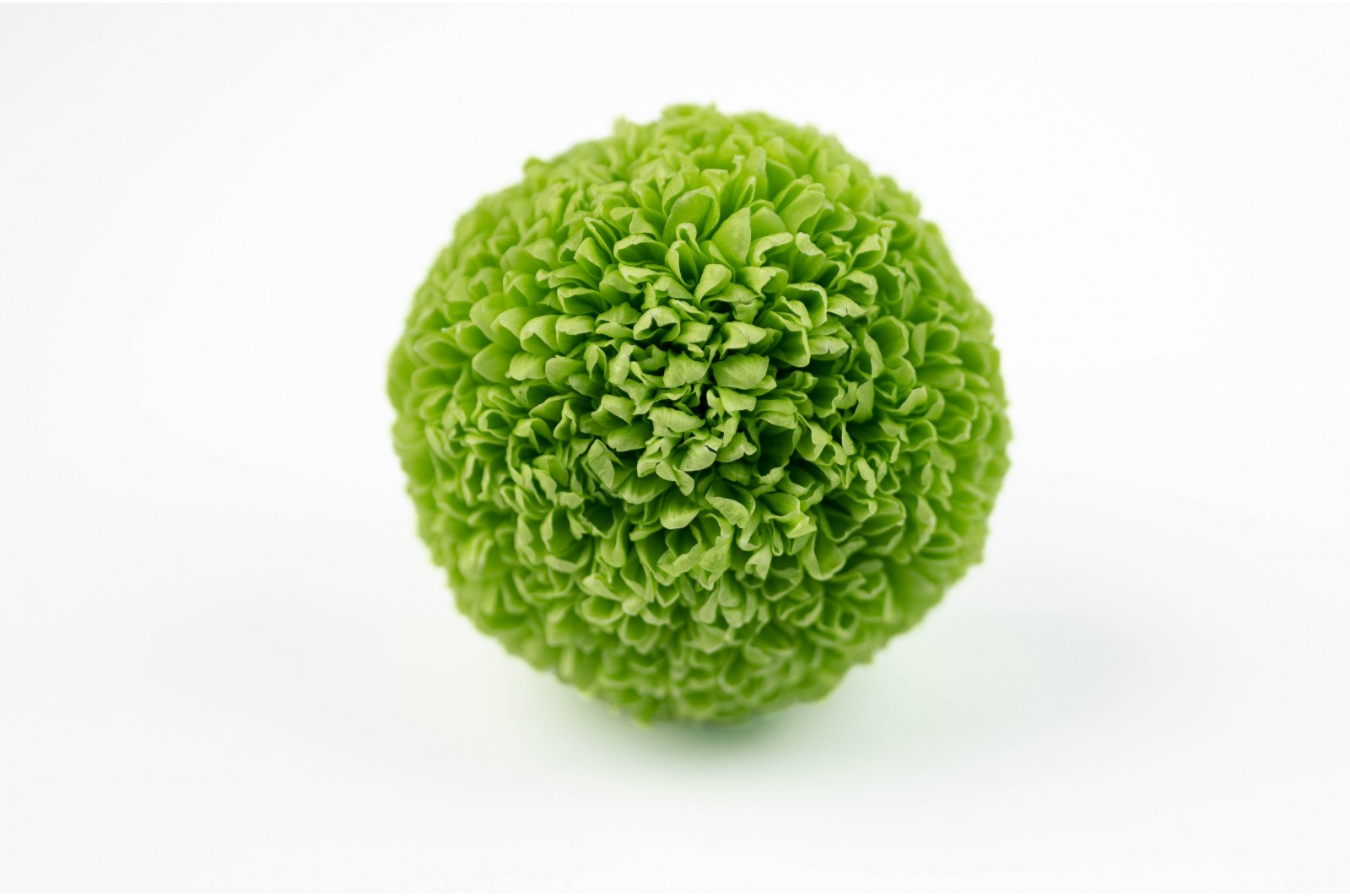 Preserved chrysanthemum L (30) Preserved chrysanthemum L (30)