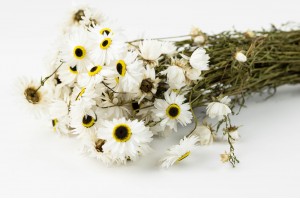 getrocknete-acroclinium-29.