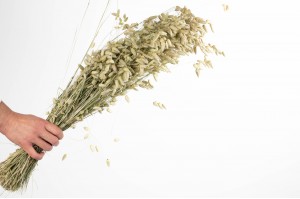 dried-briza-maxima-nature-29.