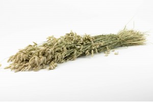 dried-briza-maxima-nature-29.