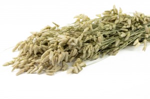 dried-briza-maxima-nature-29.