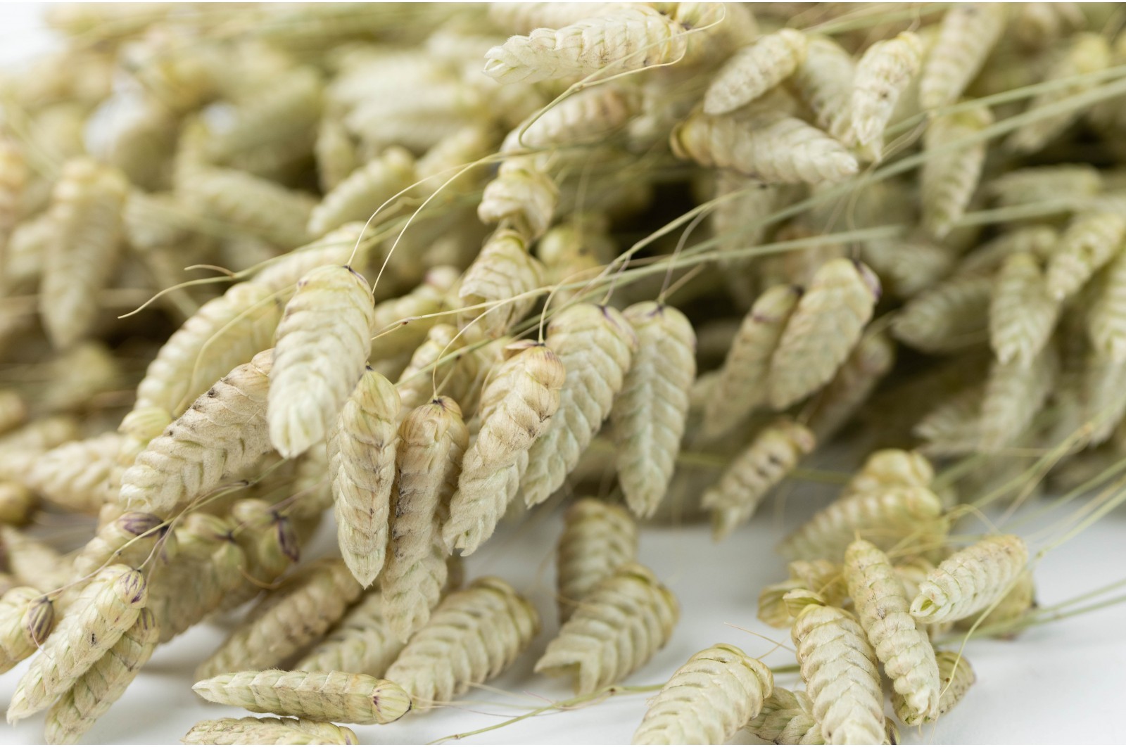 Dried briza maxima - nature (29) dried-briza-maxima-nature-29