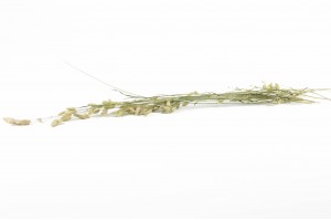 dried-briza-maxima-nature-29.