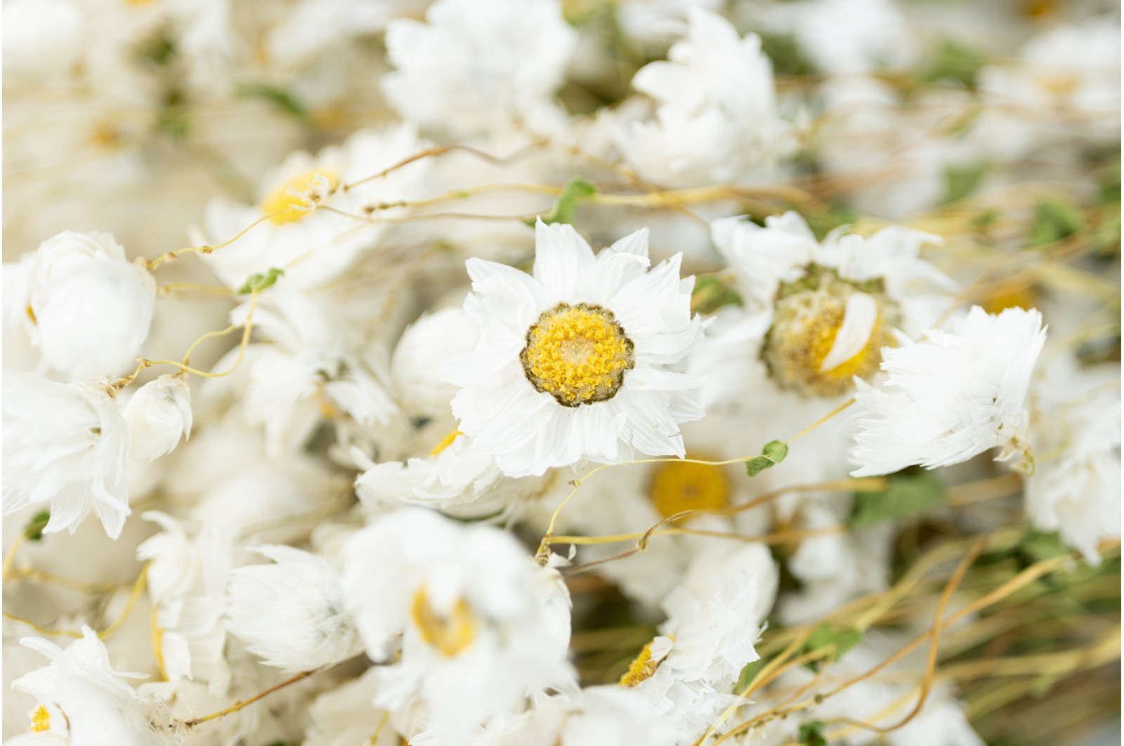 Dried rhodanthe (29) dried-rhodanthe-29