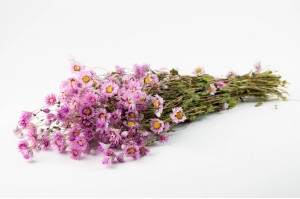 dried-rhodanthe-29.