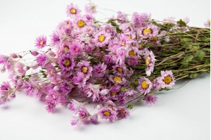 dried-rhodanthe-29.