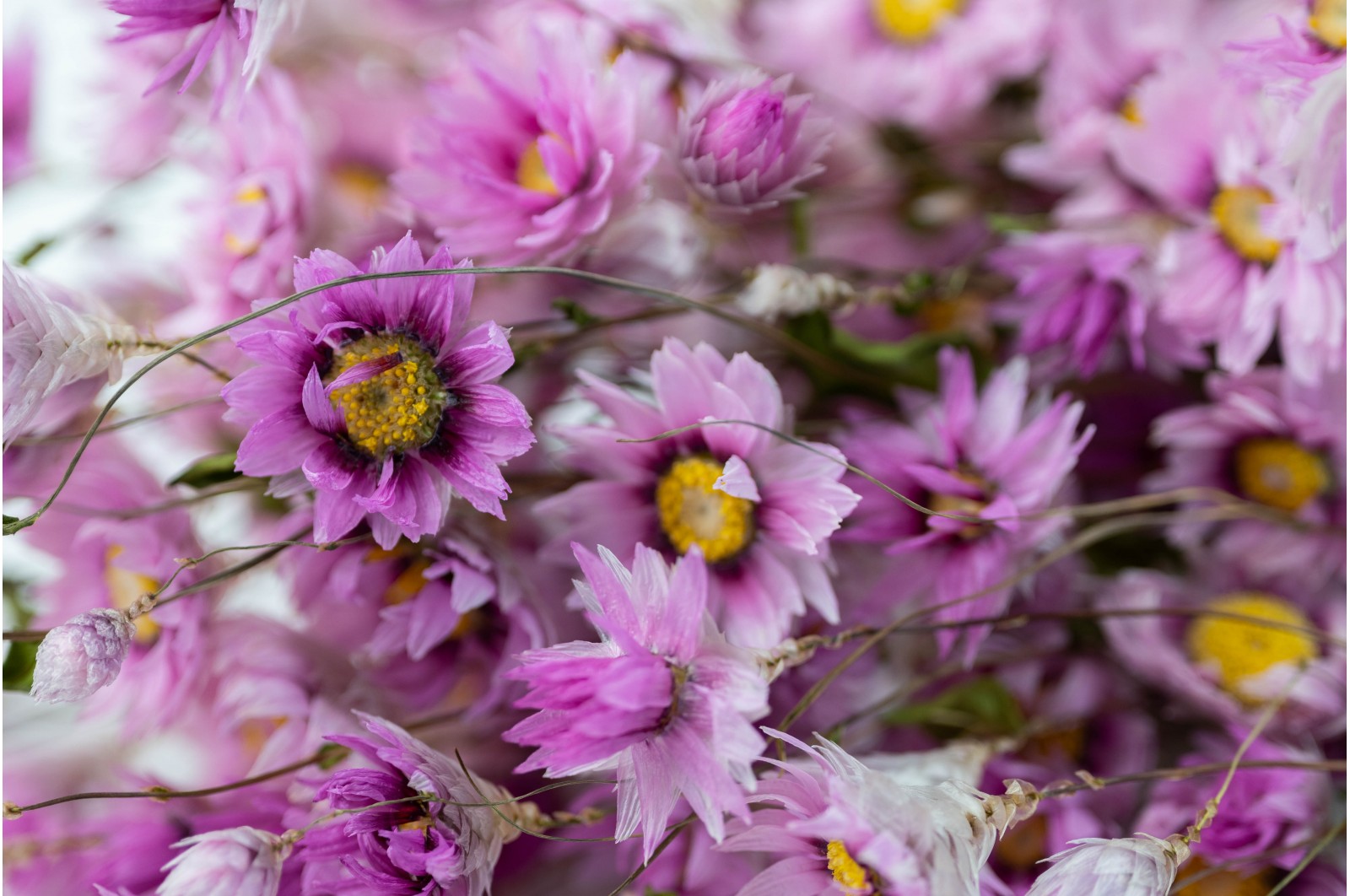 Dried rhodanthe (29) dried-rhodanthe-29