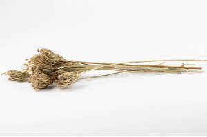 dried-fennel-29.