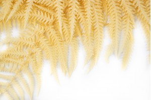 preserved-cinnamon-fern-19