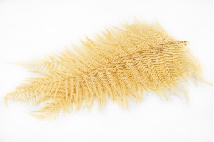 preserved-cinnamon-fern-19.