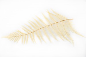 preserved-cinnamon-fern-19.