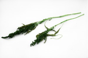 preserved-amaranthus-on-stem-8.