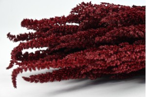 preserved-amaranthus-on-stem-8.