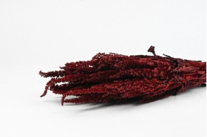 preserved-amaranthus-on-stem-8.