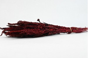 preserved-amaranthus-on-stem-8.