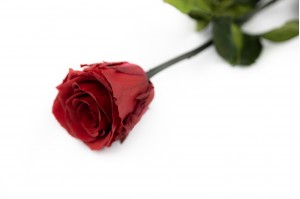 preserved-rose-on-stem-14.