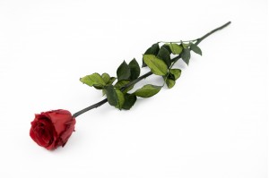 preserved-rose-on-stem-14.