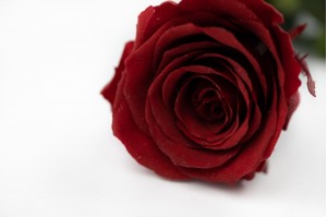 preserved-rose-on-stem-14.