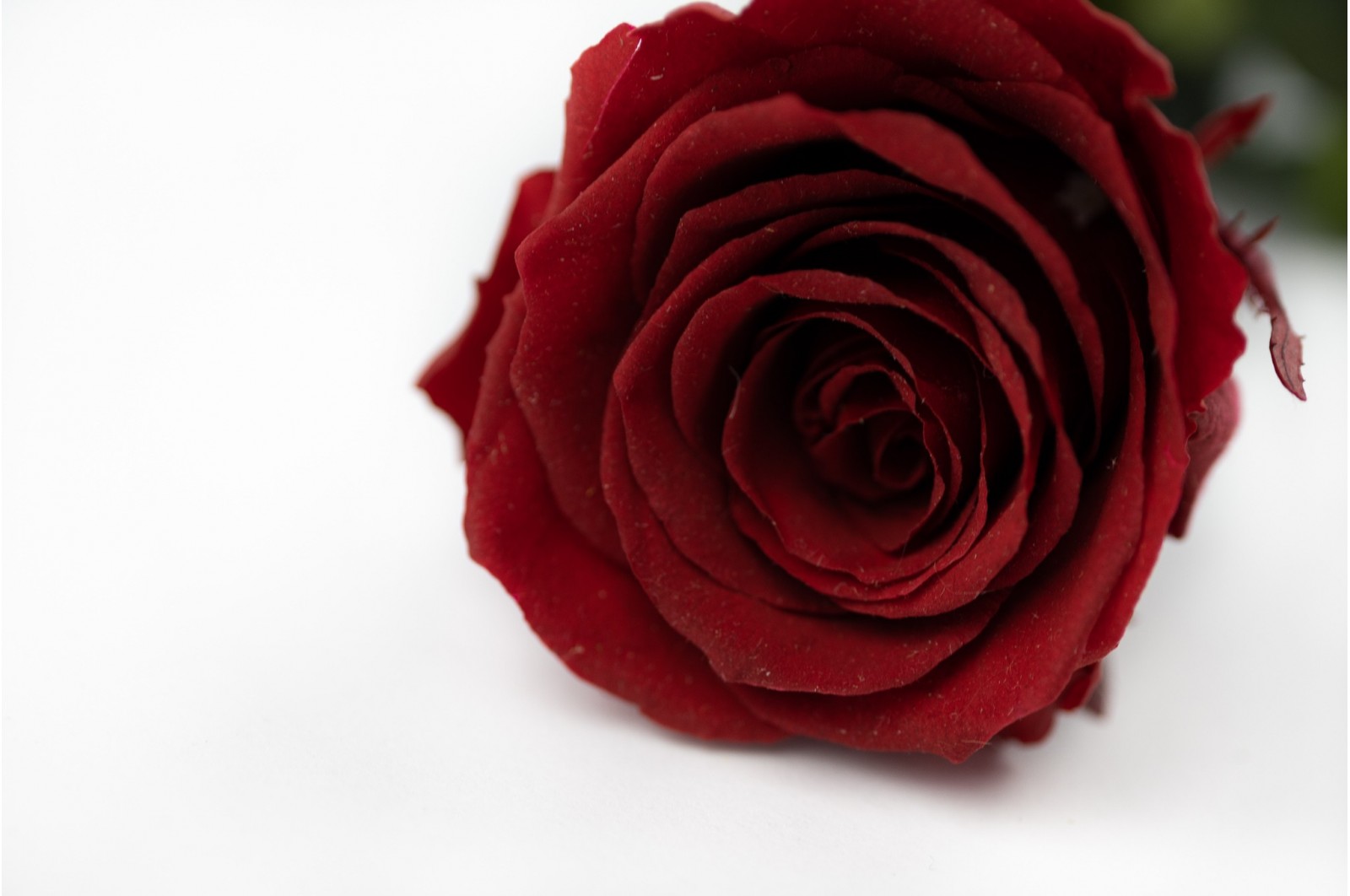 Stabilisierter rose auf Schaft (14) Stabilisierter rose auf Schaft (14)