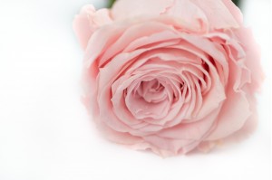 stabilisierter-rose-auf-schaft-14