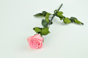 preserved-rose-on-stem-14.