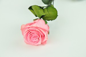 preserved-rose-on-stem-14