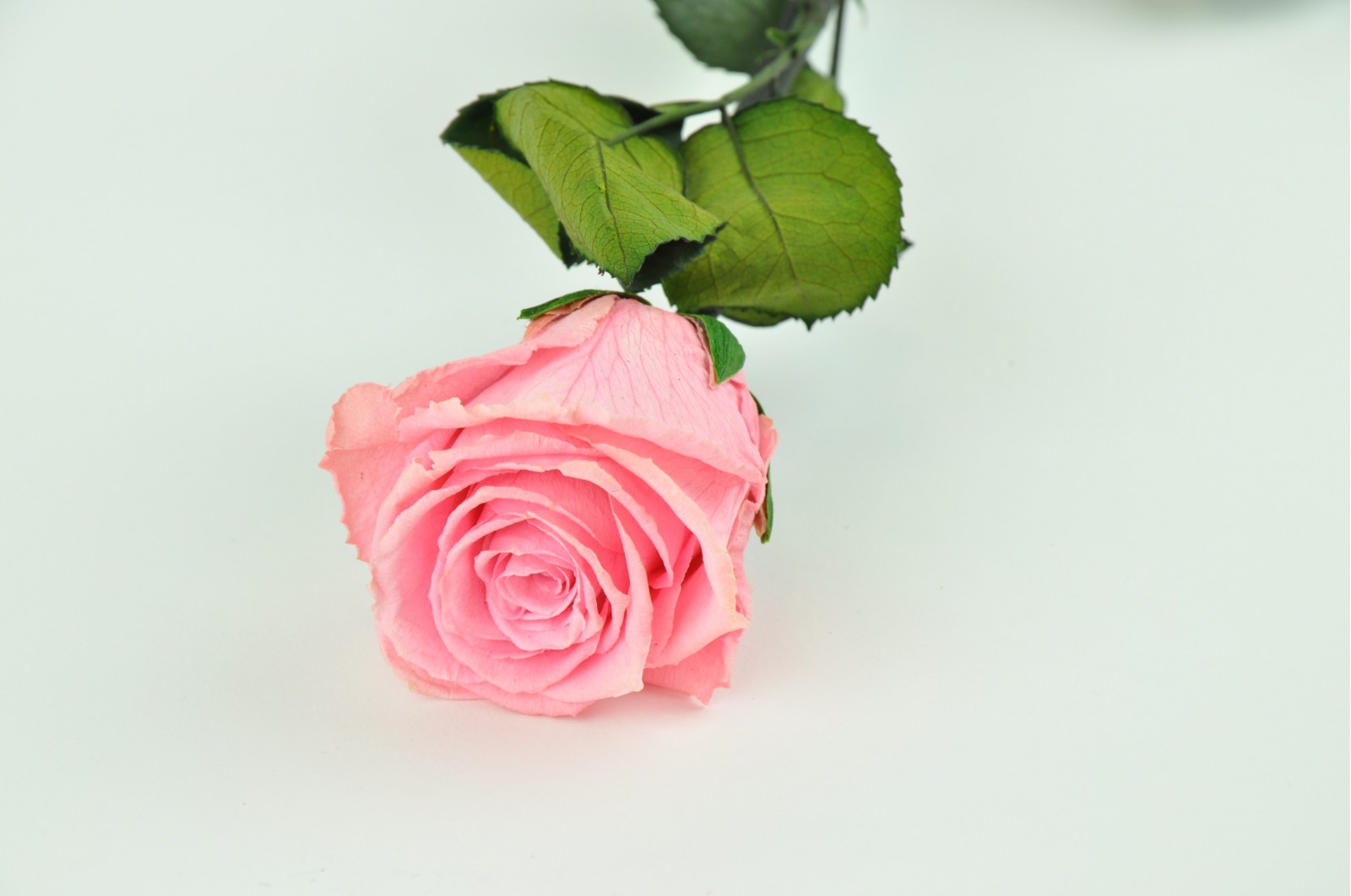 Preserved rose on stem (14) preserved-rose-on-stem-14