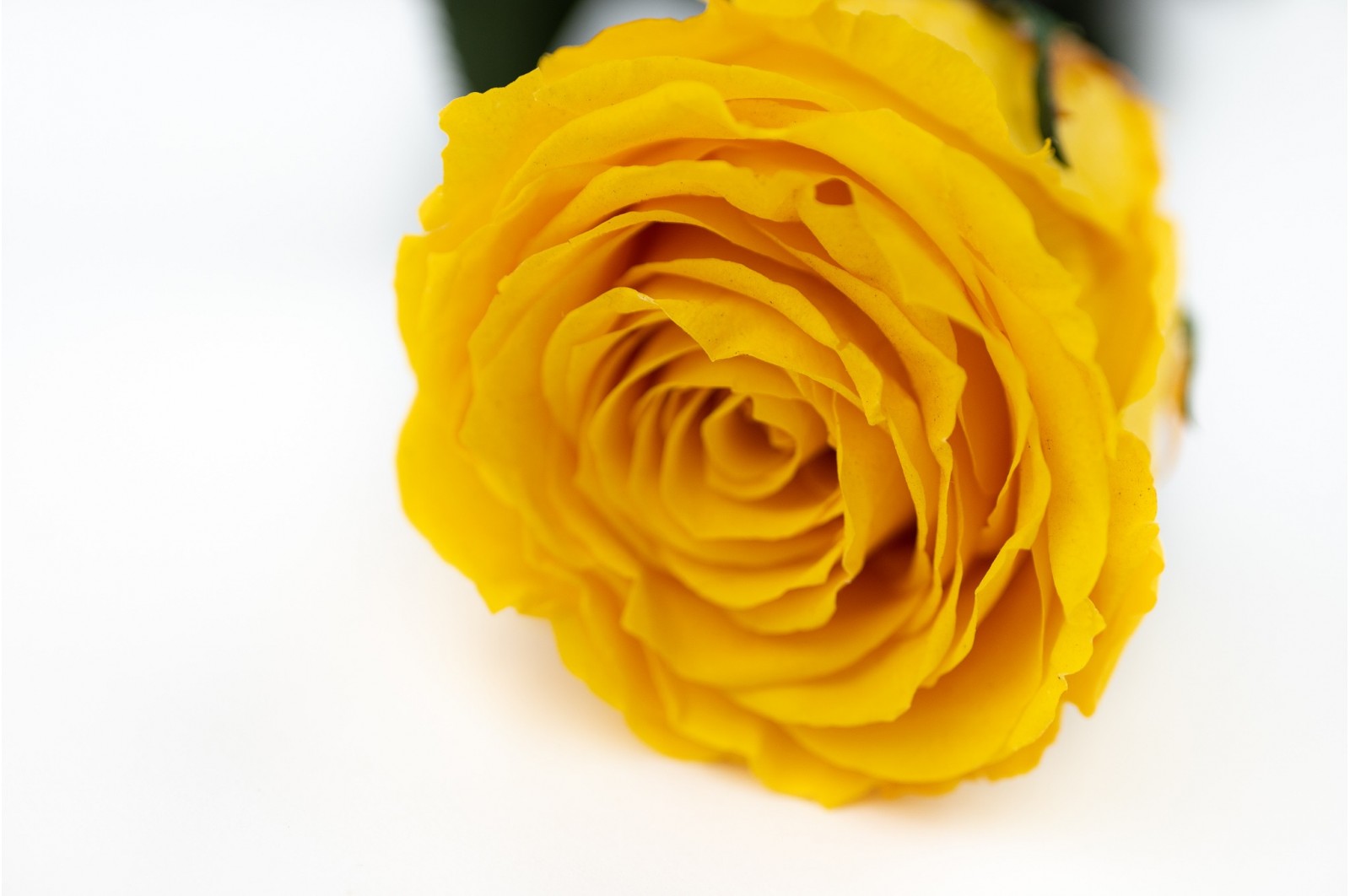 Preserved rose on stem (14) Preserved rose on stem (14)