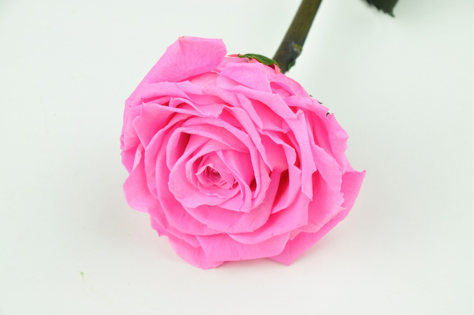 Preserved rose on stem (14)