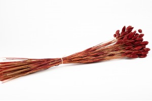 trockenes-phalaris-12.