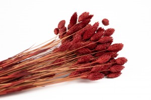 phalaris-sec-12.