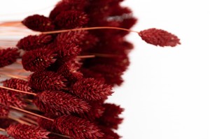 trockenes-phalaris-12.
