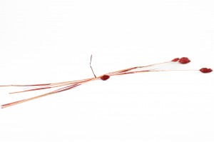 phalaris-sec-12.