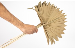 kleine-trockene-palme-weiss-creme-7.